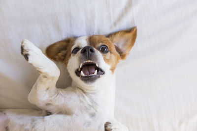 Close-up portrait of a dog