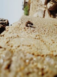 Close-up of ant on sand