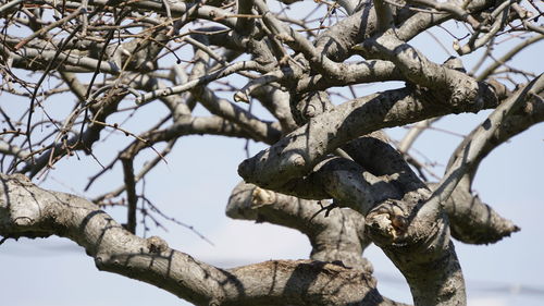 Low angle view of bare tree against sky