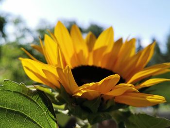 Close-up of sunflower against sky