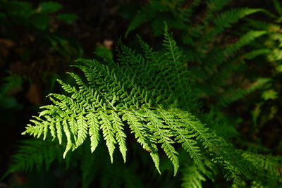 Close-up of green leaves of fern in forest