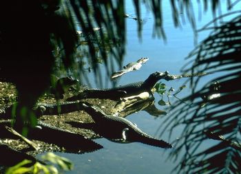 High angle view of crocodiles on lakeshore