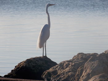 Bird perching on rock by sea