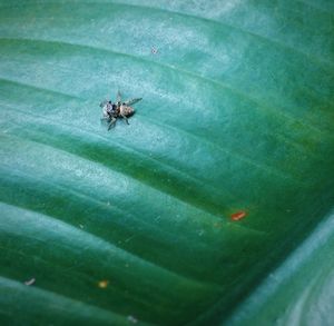 Close-up of spider on water