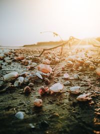 Surface level of shells on beach against sky