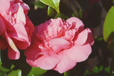 Close-up of pink flowers blooming outdoors