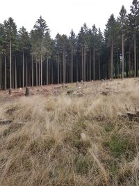 Trees on field against sky in forest