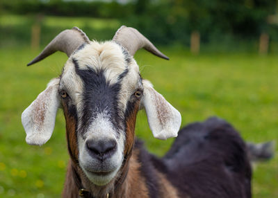 Goat in ireland