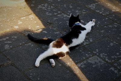 High angle view of cat