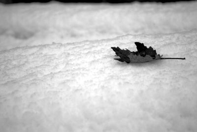 Close-up of airplane on snow