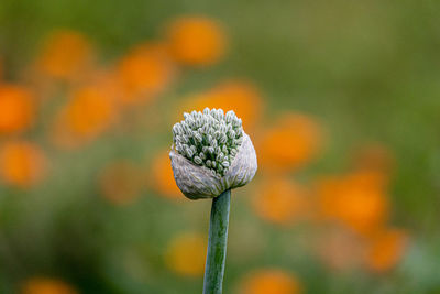 Close-up of flowering plant on field