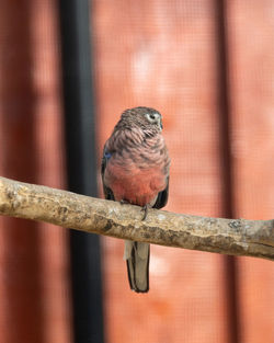 Close-up of bird perching on branch