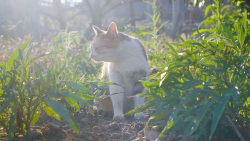 Cat sitting by plants