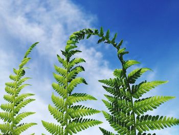 Low angle view of palm tree against sky