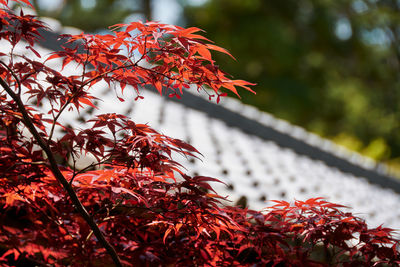 Close-up of red maple leaves on tree