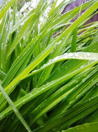 Close-up of fresh green plant