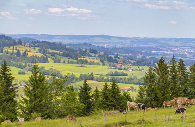 Scenic view of agricultural field against sky