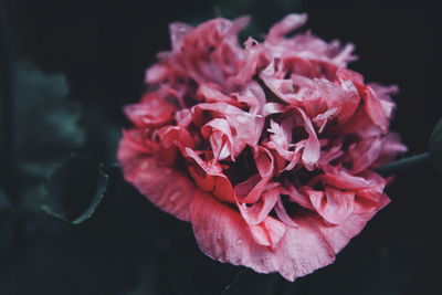 Close-up of pink flowers