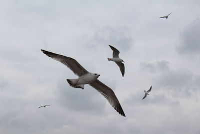 Low angle view of seagull flying against sky