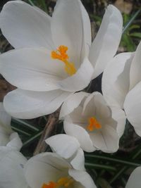 Close-up of white flowers