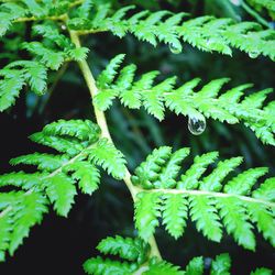 Close-up of green leaves