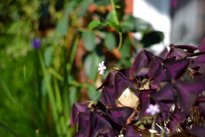 Close-up of flowers