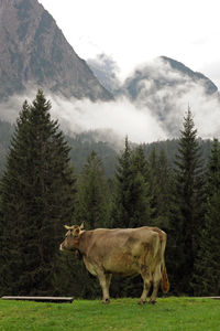 Melancholy - cow grazing in dolomiti mountain pastures