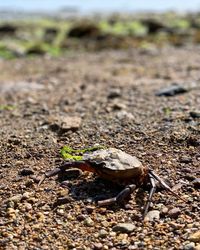 Close-up of lizard on the ground