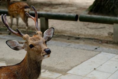 Nara deer close up