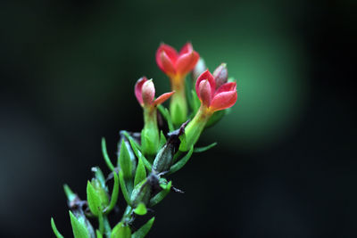 Close-up of pink flowering plant