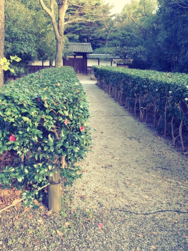 Japanese hedge