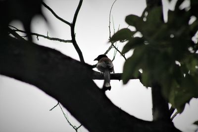 Low angle view of bird perching on a tree