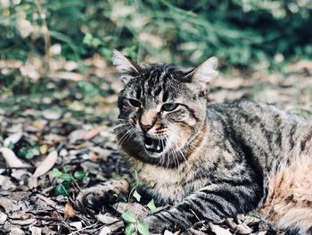 Close-up of cat yawning with sitting on field