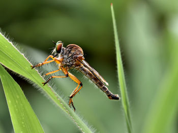 Close-up of insect on plant