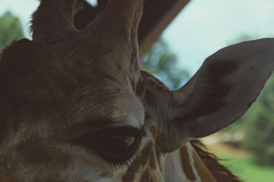 Close-up of giraffe against sky