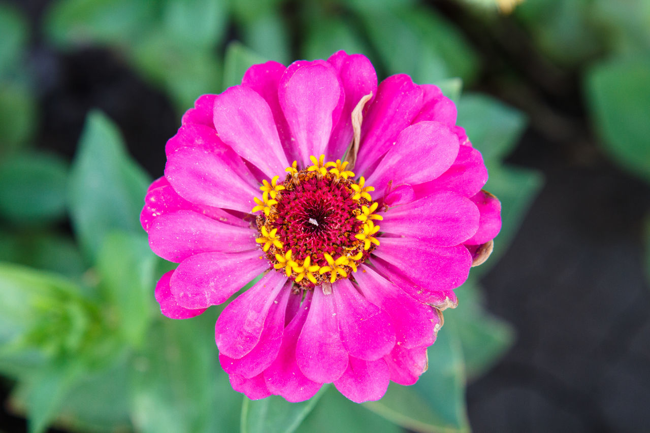 CLOSE-UP OF PINK COSMOS FLOWER ON PLANT