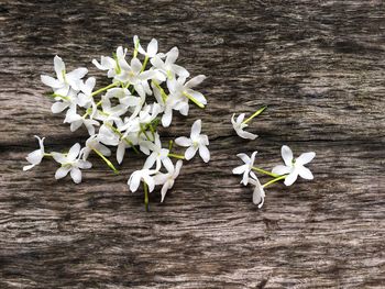 High angle view of white flowers on table