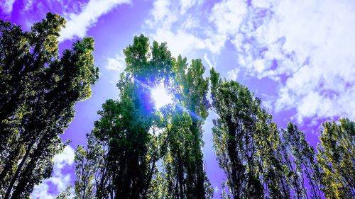 Low angle view of trees on sunny day