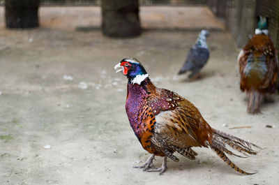 Close-up of birds