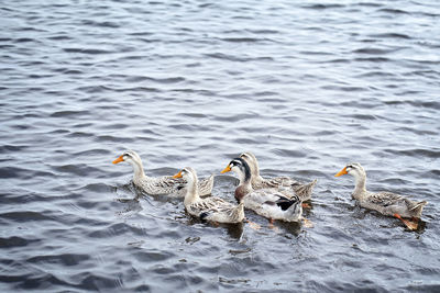 Ducks swimming in lake