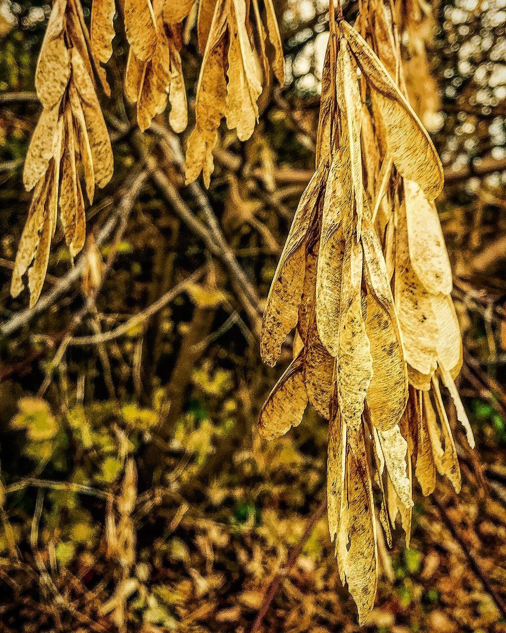 tree, tree trunk, forest, wood - material, nature, growth, outdoors, close-up, day, no people, focus on foreground, branch, field, plant, log, wood, animals in the wild, beauty in nature, tranquility, textured