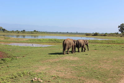 Horse grazing on field against clear sky