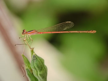 Dragonfly needle