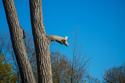 Low angle view of tree against blue sky