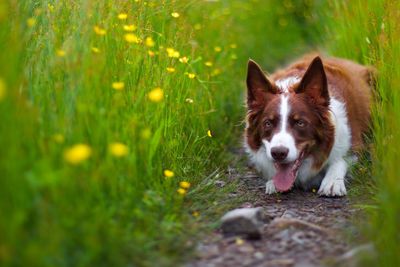 Portrait of dog on field