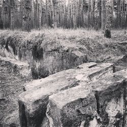 Trees in forest