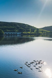 Birds in lake against clear sky