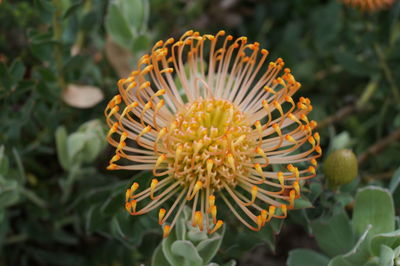 Close-up of yellow flower blooming outdoors