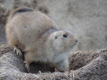 Close-up of sheep on rock