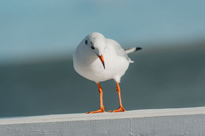 Close-up of seagull perching